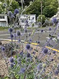 Attēlu rezultāti vaicājumam “Eryngium planum fruit”