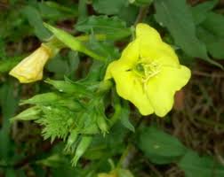 Attēlu rezultāti vaicājumam “Oenothera biennis leaf”