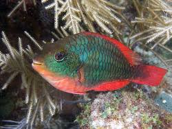 Image result for Sparisoma aurofrenatum