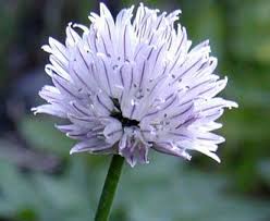 Image result for Allium schoenoprasum