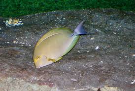 Image result for Acanthurus xanthopterus
