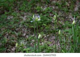 Attēlu rezultāti vaicājumam “Amarillidaceae”