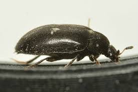 Attēlu rezultāti vaicājumam “Attagenus pellio”