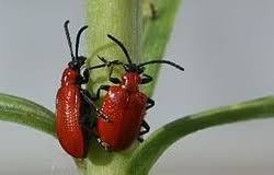 Attēlu rezultāti vaicājumam “Acalitus longisetosus”