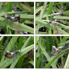 Attēlu rezultāti vaicājumam “Libellula fulva male”