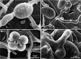 Attēlu rezultāti vaicājumam “Baeomyces rufus”