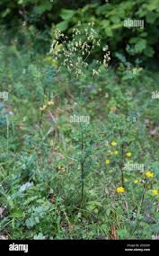 Attēlu rezultāti vaicājumam “Thalictrum minus”
