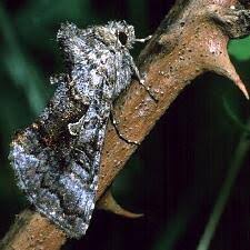 Attēlu rezultāti vaicājumam “Syngrapha interrogationis”