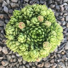 Attēlu rezultāti vaicājumam “Jovibarba globifera leaf”