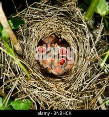 Attēlu rezultāti vaicājumam “Sylvia borin nest”