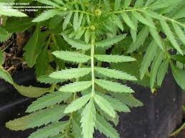 Attēlu rezultāti vaicājumam “Tagetes leaf”