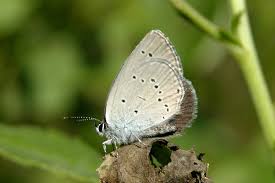 Attēlu rezultāti vaicājumam “Cupido minimus female”
