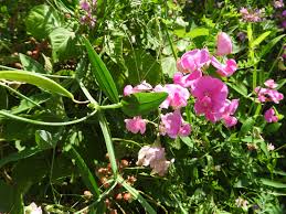 Attēlu rezultāti vaicājumam “Lathyrus latifolius leaf”