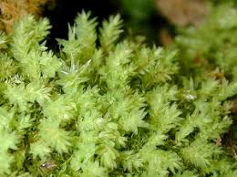 Attēlu rezultāti vaicājumam “Pohlia cruda”