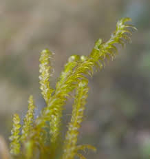 Attēlu rezultāti vaicājumam “Calliergonella lindbergii”