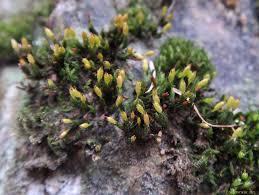 Attēlu rezultāti vaicājumam “Orthotrichum speciosum”