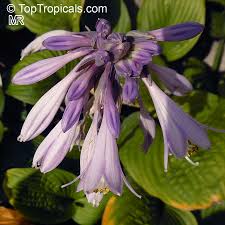 Attēlu rezultāti vaicājumam “Hosta sp. flower”