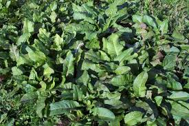 Attēlu rezultāti vaicājumam “Rumex obtusifolius”