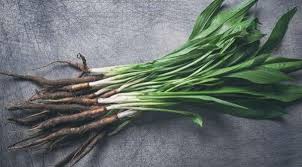 Image result for Schwarzwurzeln