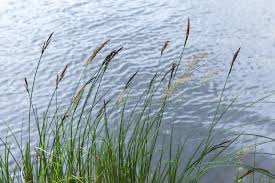 Attēlu rezultāti vaicājumam “Carex appropinquata fruit”