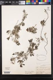 Attēlu rezultāti vaicājumam “Batrachium circinatum leaf”