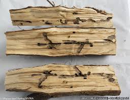 Attēlu rezultāti vaicājumam “Cossus cossus imago”