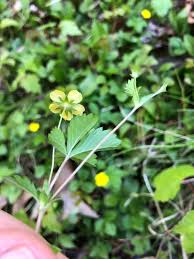 Attēlu rezultāti vaicājumam “Potentilla erecta bud”
