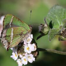 Attēlu rezultāti vaicājumam “Comatricha fragilis stalked”
