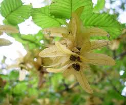 Attēlu rezultāti vaicājumam “Carpinus betulus fruit”