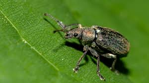 Attēlu rezultāti vaicājumam “Phyllobius”