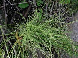 Attēlu rezultāti vaicājumam “Equisetum pratense”