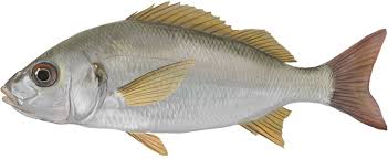 Image result for Pomadasys incisus