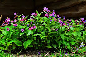 Image result for Lungenkraut