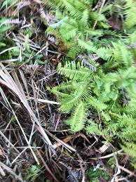 Attēlu rezultāti vaicājumam “Pteropsida”