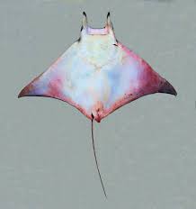Image result for Mobula thurstoni