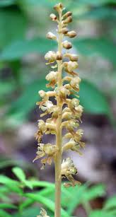 Attēlu rezultāti vaicājumam “Neottia nidus-avis flower”