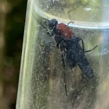 Attēlu rezultāti vaicājumam “Clitellaria ephippium”