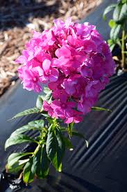 Image result for Phlox paniculata `Sweet Summer`