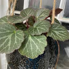 Attēlu rezultāti vaicājumam “Saxifraga tridactylites leaf”