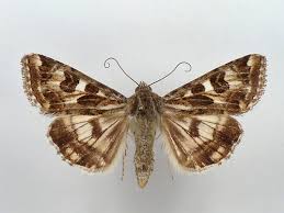 Attēlu rezultāti vaicājumam “Protoschinia scutosa”