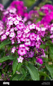 Image result for Phlox paniculata `Sweet Summer`