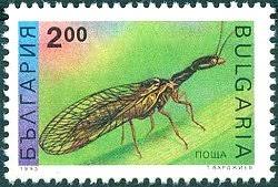 Attēlu rezultāti vaicājumam “Raphidioptera imago”