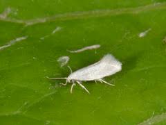 Attēlu rezultāti vaicājumam “Elachista argentella”