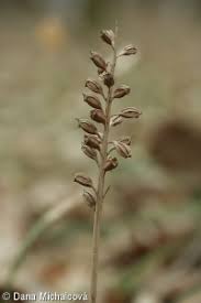 Attēlu rezultāti vaicājumam “Neottia nidus-avis fruit”