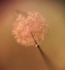 Attēlu rezultāti vaicājumam “Collaria rubens”