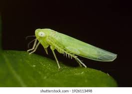 Attēlu rezultāti vaicājumam “Empoasca sp.”