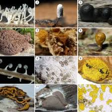 Attēlu rezultāti vaicājumam “Symphytocarpus impexus spores”