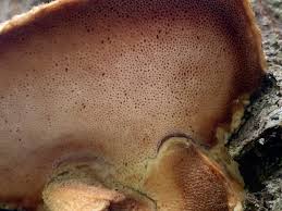 Attēlu rezultāti vaicājumam “Aurantiporus fissilis”