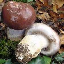 Attēlu rezultāti vaicājumam “Cortinarius praestans”