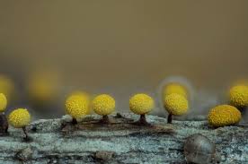 Attēlu rezultāti vaicājumam “Physarum leucophaeum stalked”